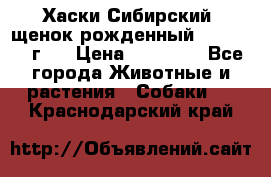 Хаски Сибирский (щенок рожденный 20.03.2017г.) › Цена ­ 25 000 - Все города Животные и растения » Собаки   . Краснодарский край